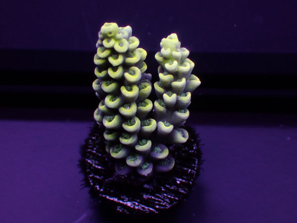 Australiaフラグ Acropora Tenuis-Yellow Tenuis- No.01