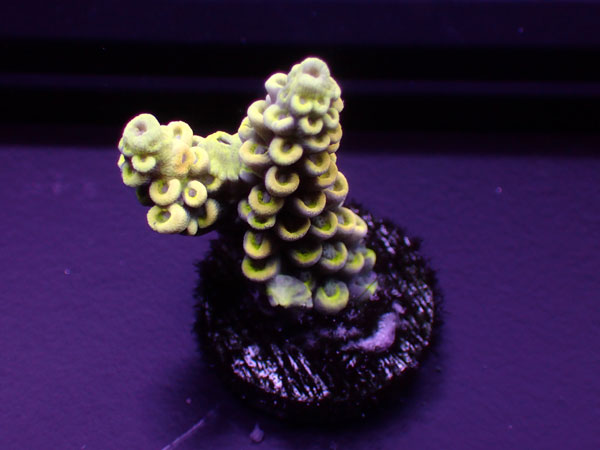 Australiaフラグ Acropora Tenuis-Yellow Tenuis- No.02