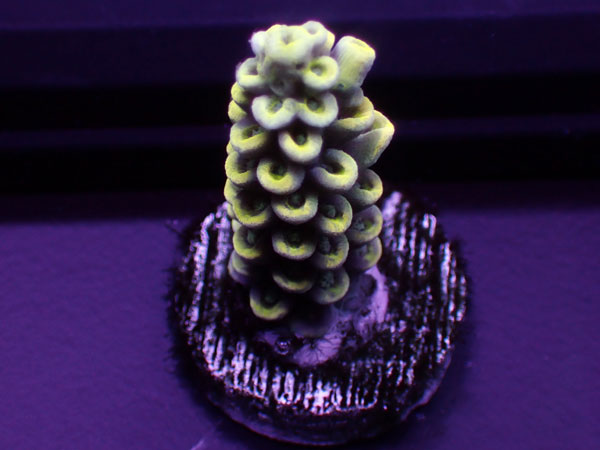 Australiaフラグ Acropora Tenuis-Yellow Tenuis- No.03