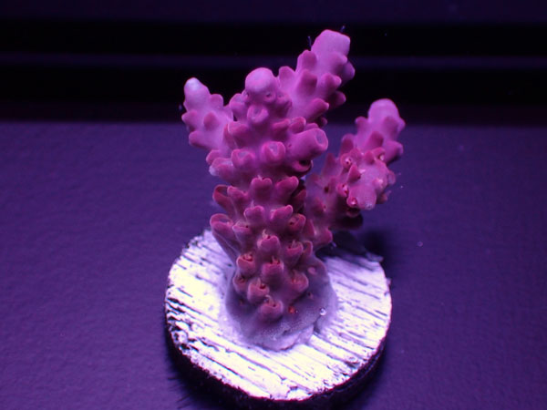 Australiaフラグ Acropora Sp.-Ultra- No.01