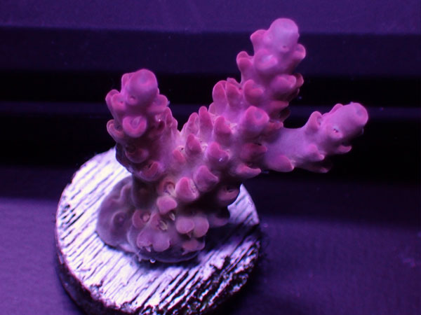 Australiaフラグ Acropora Sp.-Ultra- No.02