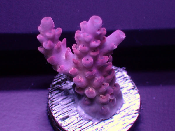 Australiaフラグ Acropora Sp.-Ultra- No.03