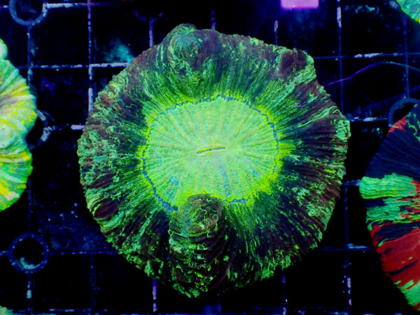 Brain Coral-Multi Special- No.05