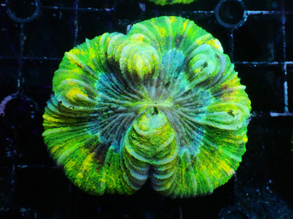 Brain Coral-Yellow Special- No.08 アクアテイラーズ
