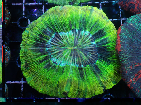 Brain Coral-Yellow Green Multi- No.09