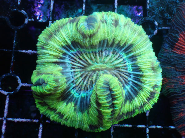 Brain Coral-Multi Special- No.10
