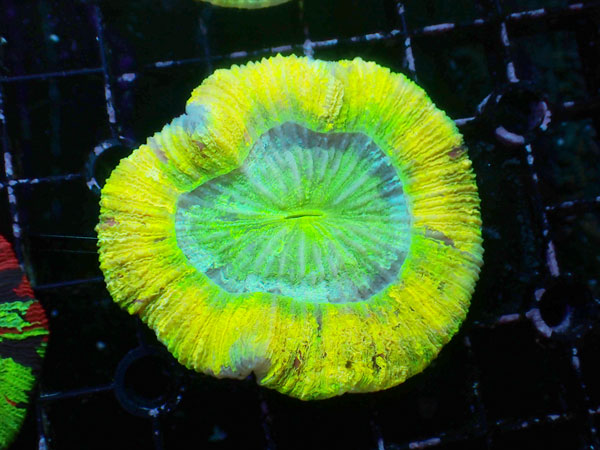 Brain Coral-Yellow Special- No.12