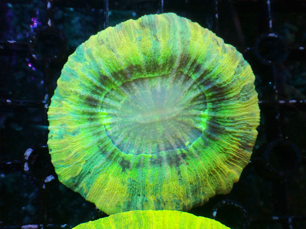 Brain Coral-Top quality Grade- No.14