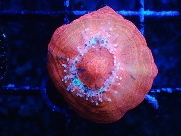 (完全養殖個体）Scolymia Australia-Baby Scoly- No.01