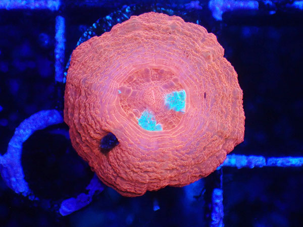 (完全養殖個体）Scolymia Australia-Baby Scoly- No.02