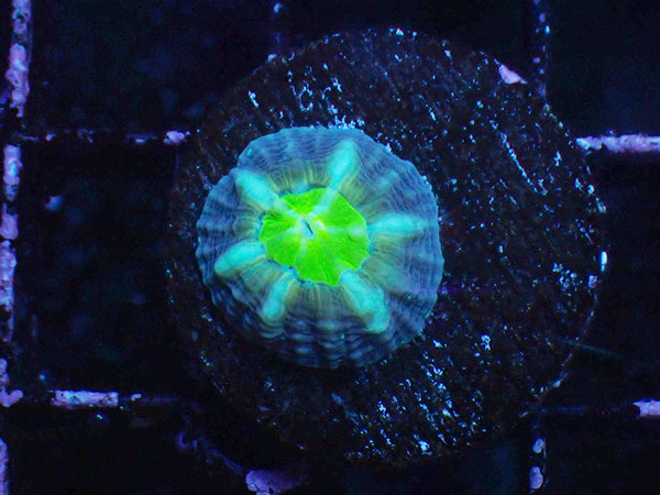 (完全養殖個体）Lobophyllia Pachycepta Australia-Baby Pachys- No.02