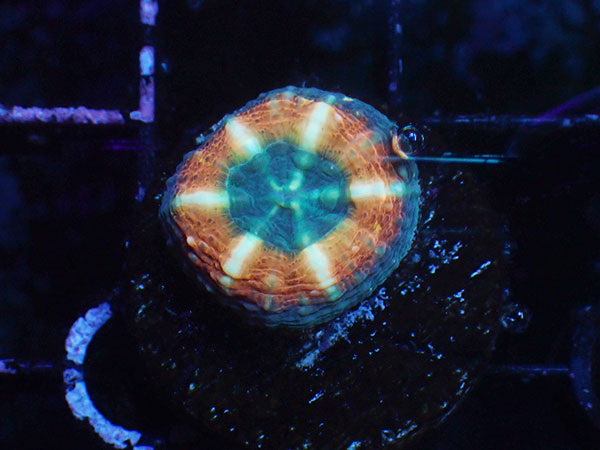 (完全養殖個体）Lobophyllia Pachycepta Australia-Baby Pachys- No.03