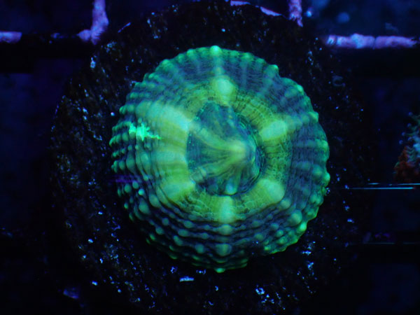 (完全養殖個体）Lobophyllia Pachycepta Australia-Baby Pachys- No.04