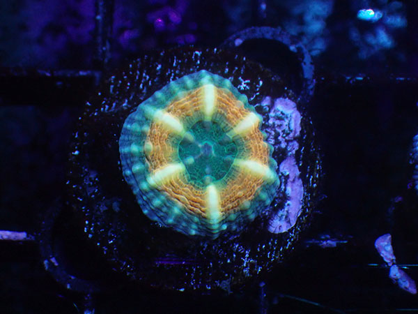 (完全養殖個体）Lobophyllia Pachycepta Australia-Baby Pachys- No.06