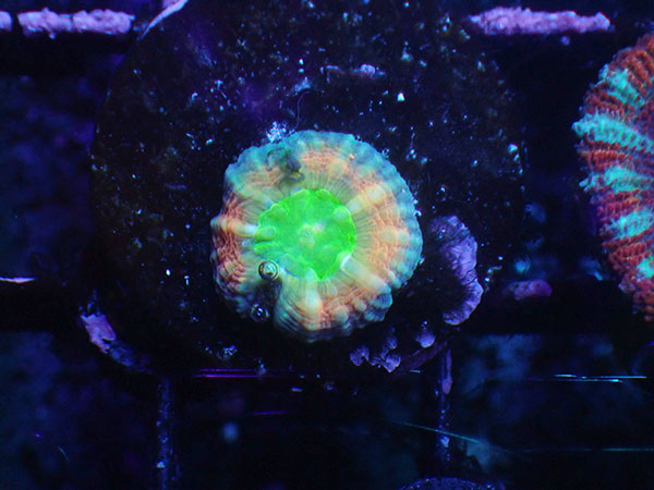 (完全養殖個体）Lobophyllia Pachycepta Australia-Baby Pachys- No.07