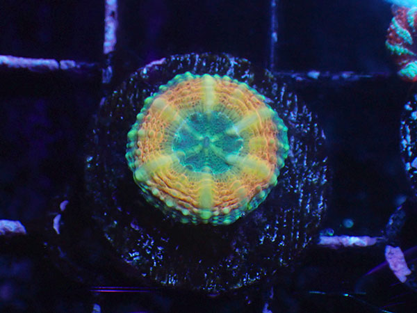 (完全養殖個体）Lobophyllia Pachycepta Australia-Baby Pachys- No.08