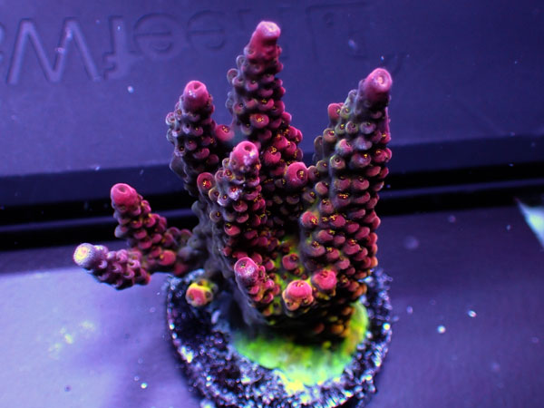 人工ライブロック 2点セット JSコーラル サンゴ ライブロック 人工 JS