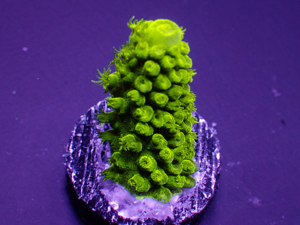 USA フラグSea Dwelling Creatures Green SlimerNo.02