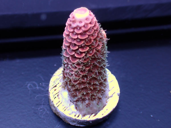 Australiaフラグ Acropora spathulata   No.01