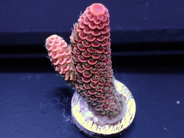 Australiaフラグ Acropora spathulata   No.02
