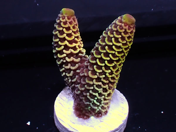 Australiaフラグ Acropora prostrata   No.03