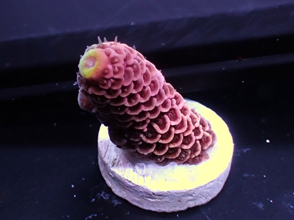 Australiaフラグ Acropora spathulata   No.07