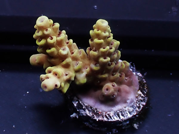 Australiaフラグ Acropora Sp. -Pikachu-  No.03
