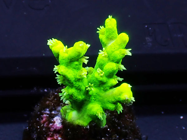 Australiaフラグ Acropora Aculeus No.01