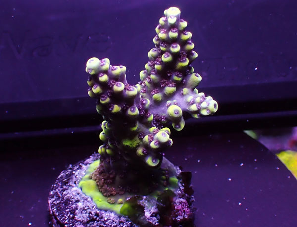 Indonesiaフラグ Acropora Sp.-cadillac type No.02