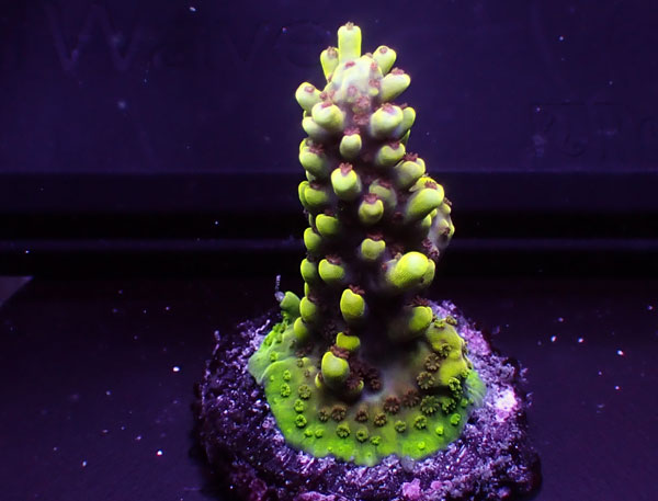 Indonesiaフラグ Acropora Sp.-cadillac type No.03