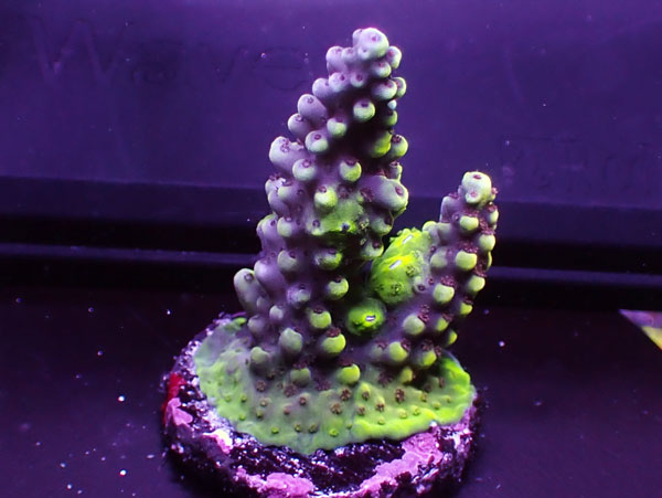 Indonesiaフラグ Acropora Sp.-cadillac type No.04