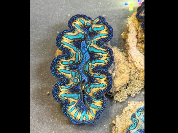 【現地買い付けセレクト個体】Prayclam Crosea Highest peak No.02