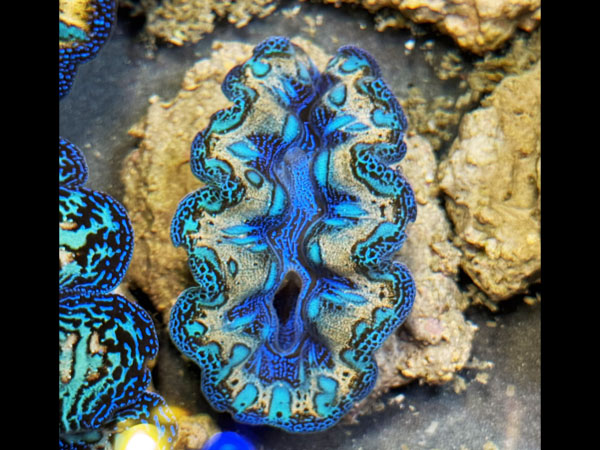 【現地買い付けセレクト個体】Prayclam Crosea Highest peak No.04