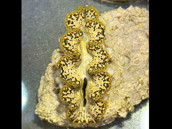 【現地買い付けセレクト個体】Prayclam Noae sp. No.01