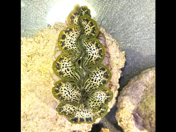 【現地買い付けセレクト個体】Prayclam Noae sp. No.03