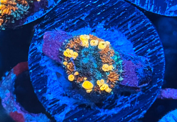 ReefRaft Asia RRA Sunkist Bounce Mushroom No.02