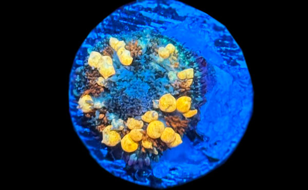 ReefRaft Asia RRA Sunkist Bounce Mushroom No.07