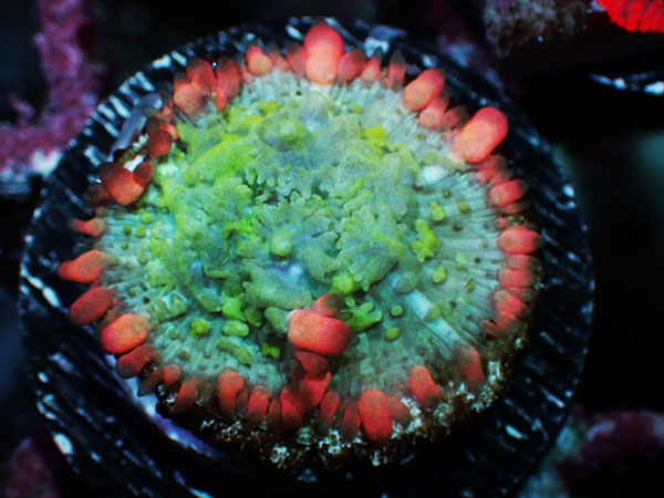 Frankenstein Bounce Mushroom