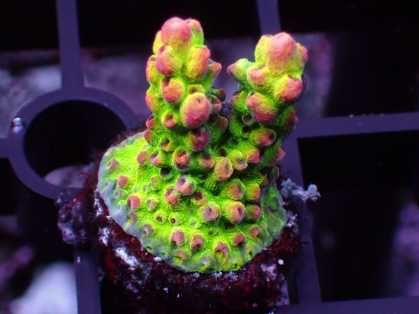 Aus Acropora Sp.ULTRA No.05