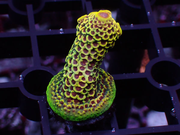 Aus Acropora Prostrata Yellow Red polyp No.08