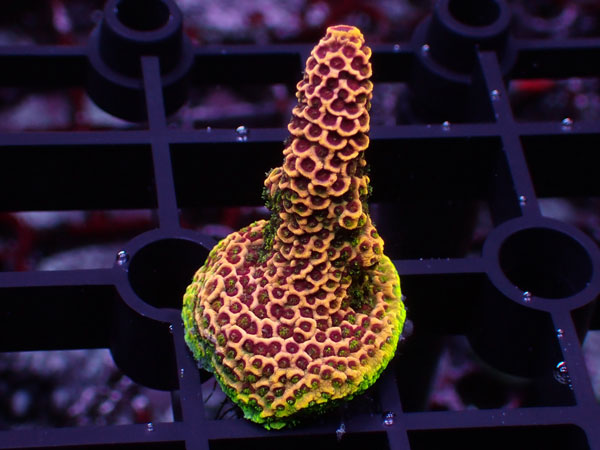 Aus Acropora Millepora ULTRA No.09