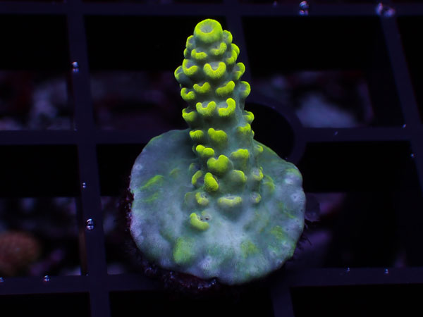 Aus Acropora Sp.　ULTRA　Del Fuego Yellow No.12
