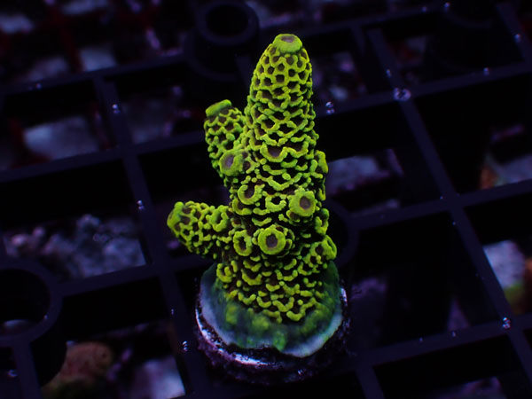 Aus Acropora Prostrata Gold/Red Polyp No.15