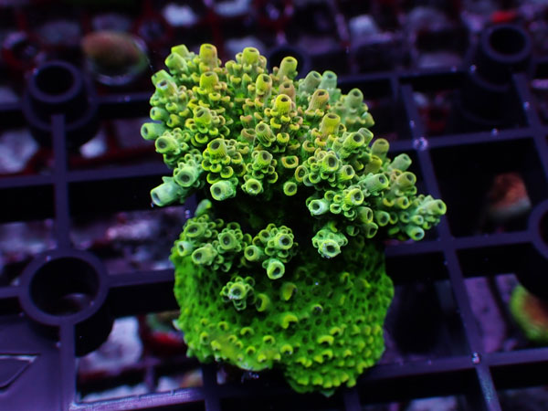 Aus Acropora Hyacinthus ULTRA No.17