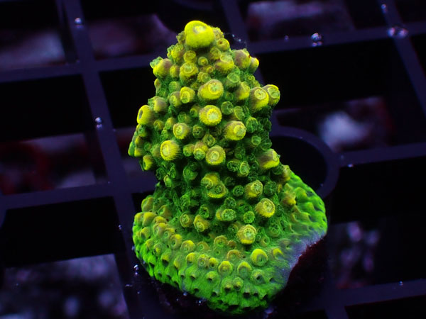 Aus Acropora Divaricata ULTRA Rainbow No.18
