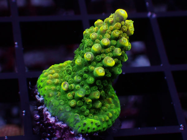 Aus Acropora Divaricata ULTRA Rainbow No.19