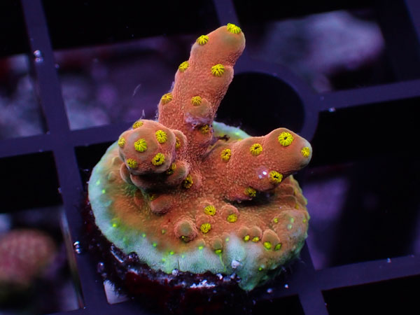 Aus Acropora Rosaria Cherry Blossom No.20