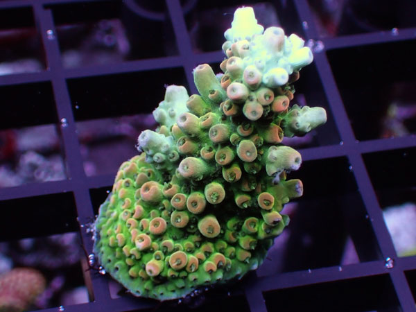 Aus Acropora Sp.ULTRA No.23