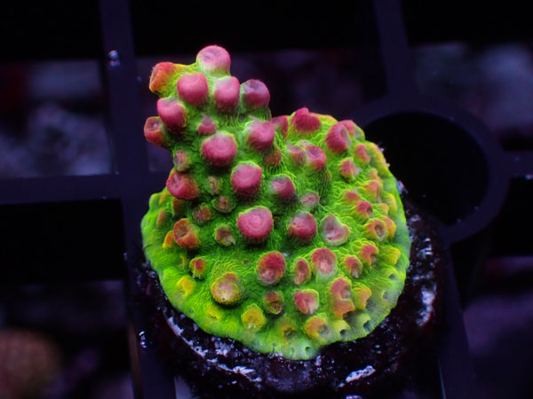 Aus Acropora Sp.ULTRA No.24