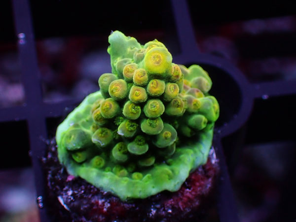 Aus Acropora Sp. No.27